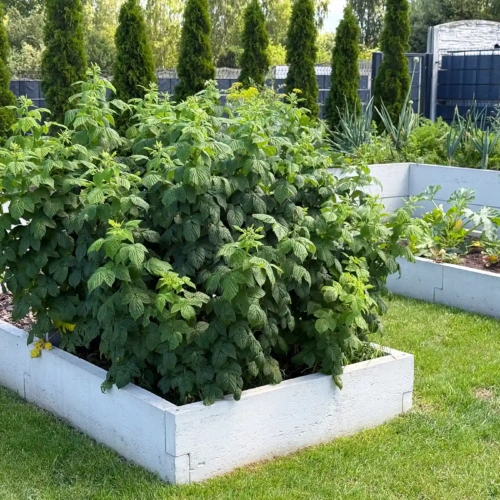 podniesione grządki ogrodowe