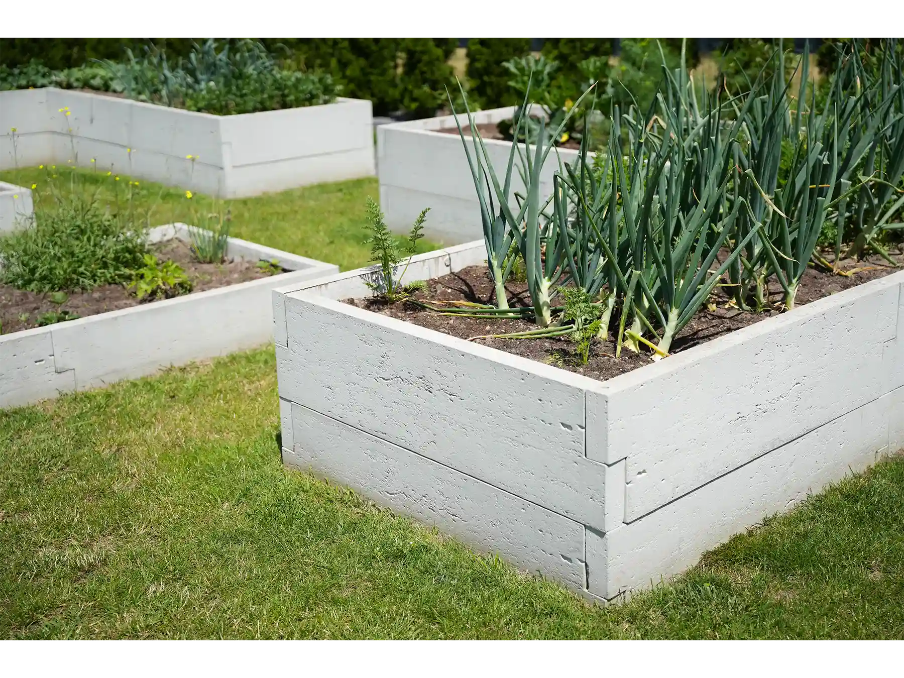 warzywnik betonowy w ogrodzie