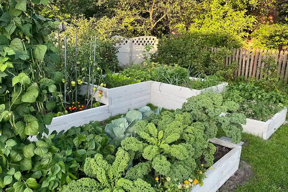 warzywa w warzywniku 